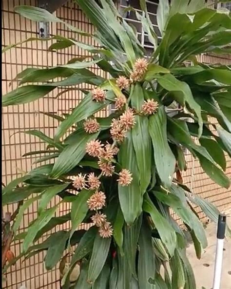 巴西鐵樹種植方法|巴西鐵樹:形態特徵,生長環境,分布範圍,主要價值,栽培。